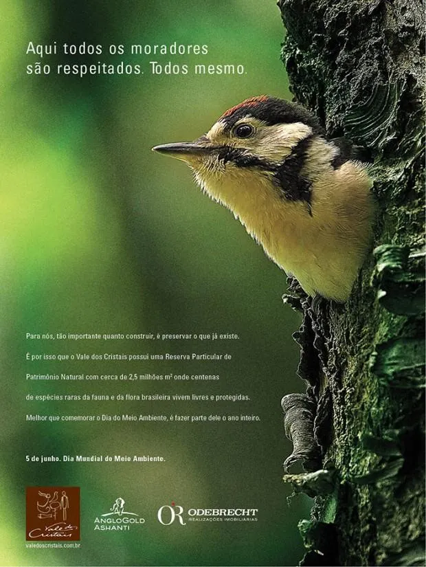 Anúncio do Dia Mundial do Meio Ambiente com um pica-pau em um tronco de árvore na mata